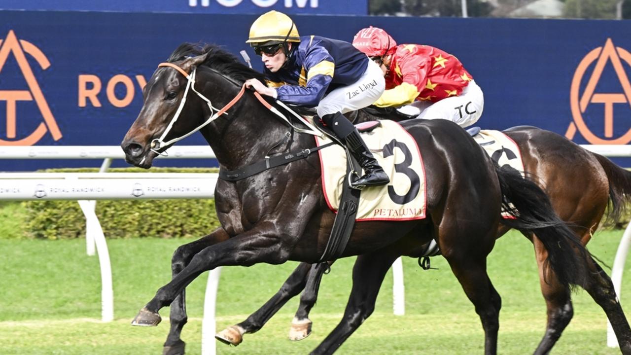 Brave One looks hard to beat when he resumes at Canterbury. Picture: Bradley Photos