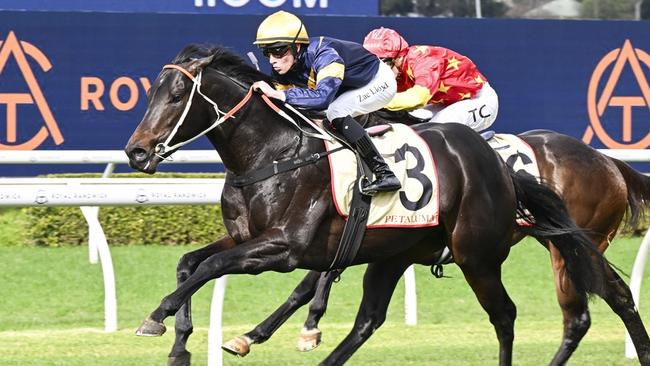 Brave One looks hard to beat when he resumes at Canterbury. Picture: Bradley Photos