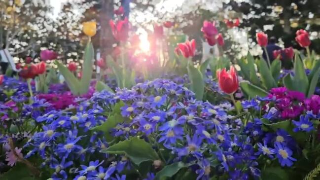 Toowoomba Carnival of Flowers