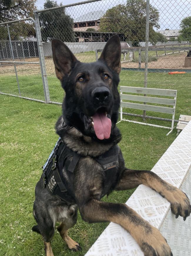 PD Bomber, a german shepherd dog, from South Australian Police. Picture: supplied