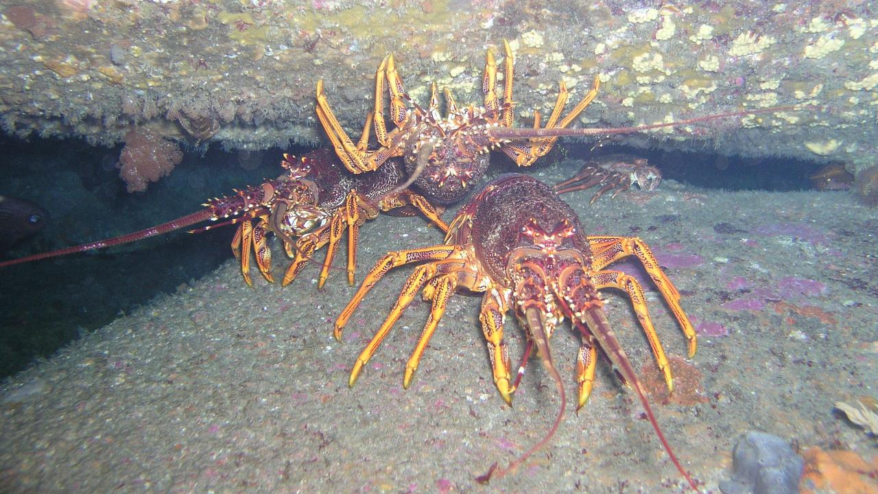 Southern rock lobsters