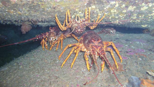 Southern rock lobsters