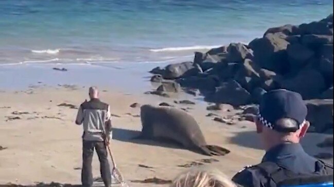 Eventually Henry made it back to sea. Picture: 9NEWS