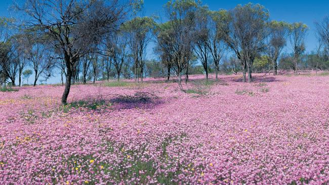 Pink everlasting daisies at Three Springs