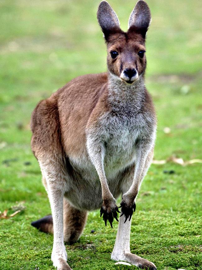 Renee Arkham, who posted the SA Water letter online, was saddened to read about the possibility of kangaroos being culled.