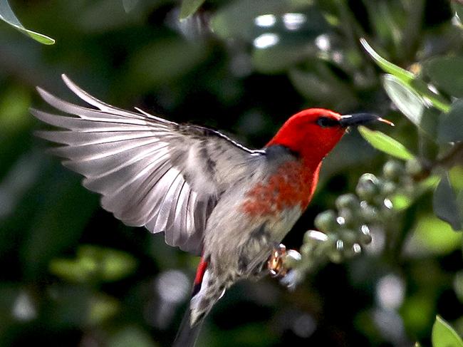 How to attract birds and butterflies to your garden