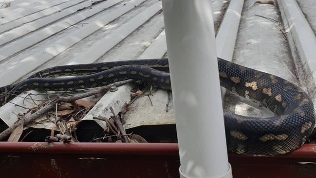 Steve Brown says breeding season has started early this year. Source: Steven Brown from Brisbane North Snake Catchers and Relocation