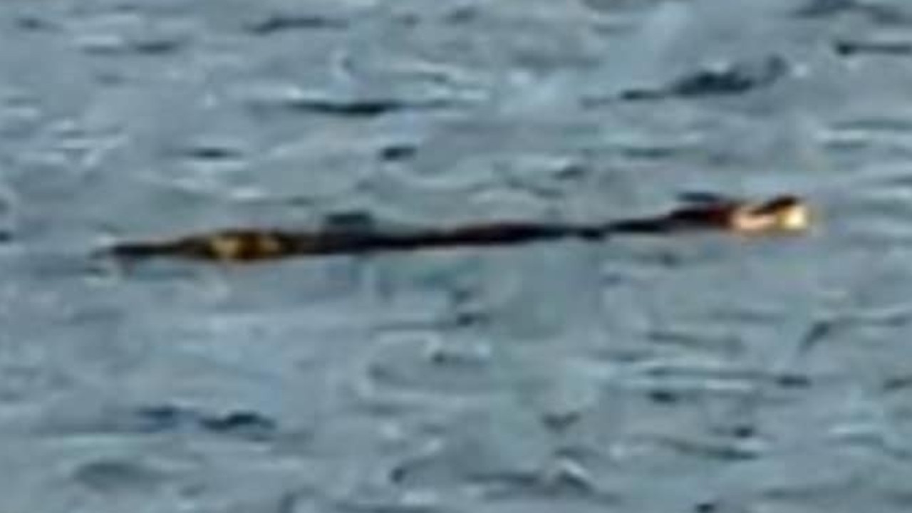 Chris Haddad said he spotted this crocodile off Jezzine on Monday morning, October 14, 2024.