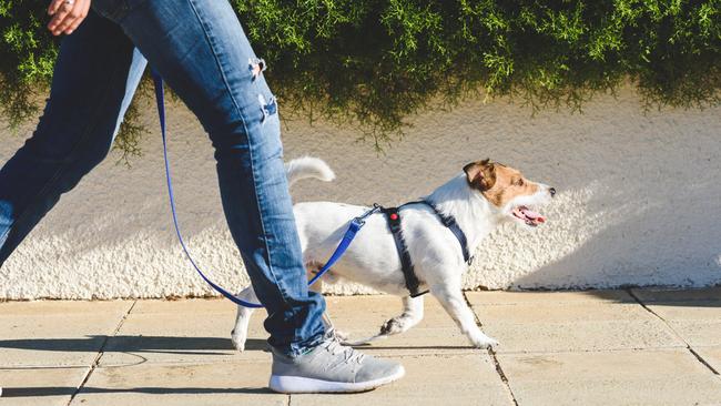 If the laws are implemented, not walking your dog could have very costly consequences. Picture: iStock.