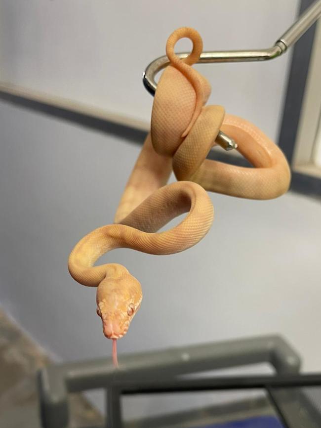 The two-month-old snake stolen from PETstock Sefton Park. Picture: PETstock