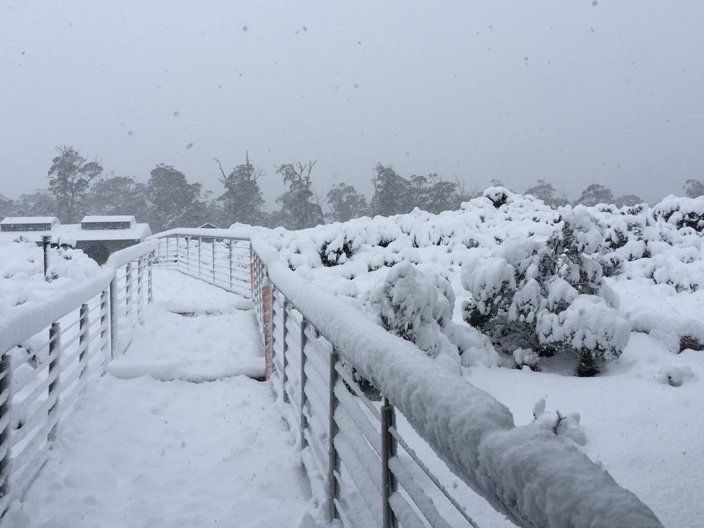 Snow at Cradle Mountain. Picture Cradle Mountain Hotel