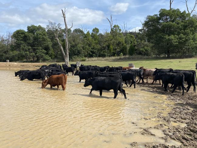 Farm dam. Photo: Blue Carbon Lab/ supplied