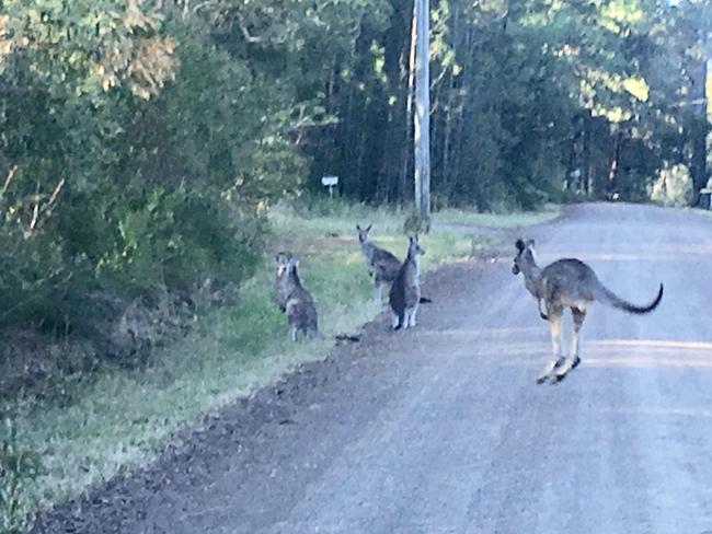 Kangaroos hopping across the road. Picture: WIRES.