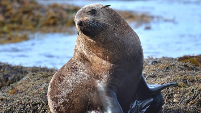 Rod Morrison took this photo of an Australian Fur Seal having a rest on the rocks at Aireys Inlet at low tide ** not for photo sales***