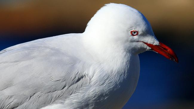 Balloons are a danger to seagulls and many other species of seabirds and marine life. Picture: File