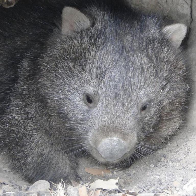 Yolandi Vermaak suspects that one wombat drank most of the 27L of water in only five day. Picture: Wombat Rescue/Facebook