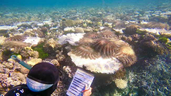 A diver inspecting and completing a survey on crown-of-thorns starfish at the Great Barrier Reef.