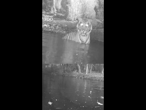 Melbourne Zoo’s resident tiger enjoys a secret midnight swim