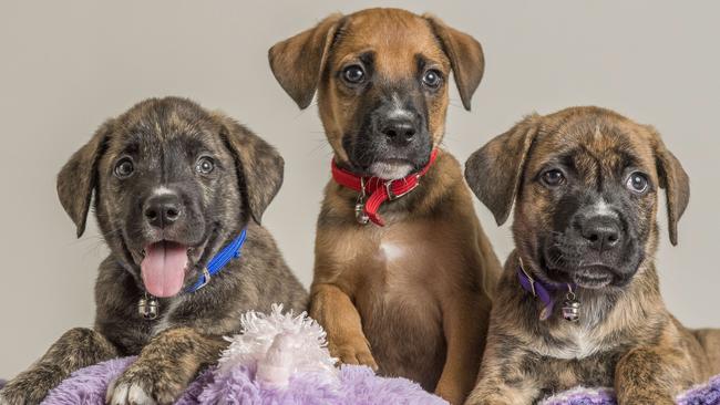 Campbell, Nicholas and Emily were dumped in a tied plastic bag in an Esky thrown in a park. Picture: Jason Edwards