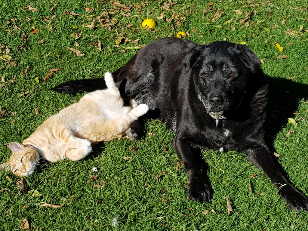 87. This is my cat Greg. My son's friends Nan passed away about 2 years ago and we took her cat in (then named Nutmeg). My husband wouldn't let me keep her unless we called her Greg. So here she is, Greg watching over the dog and chickens Her best mate is our dog Bazza. Kristine Mackie, Erina