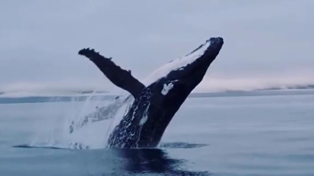 Victoria Plains fisher Tim Tristram captured the moment a whale jumped from the water, southeast of Keswick Island.