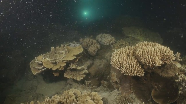 Fitzroy Island coral spawning