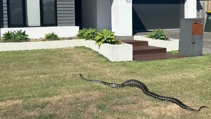 Snakes are looking for big meals ahead of the colder winter months. Picture: Snake Catchers Brisbane &amp; Gold Coast/Facebook