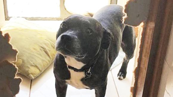 Gypsy the English Staffordshire terrier becomes so terrified in storms she rips holes in walls.