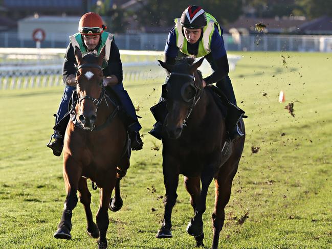 Sacred Exilir and Sacred Star. EARLY MORNING HORSE TRACKWORK at EAGLE FARM. Pic Annette Dew