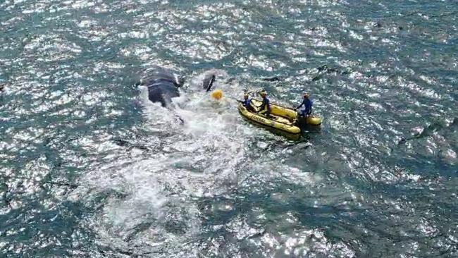 Two whales caught in shark net on Sunshine Coast. Picture: Sea Shepherd Australia.