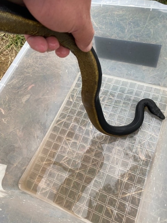 "Lucky" the sea snake will be sent back to the mainland after a storm saw the reptile cross the Bass Strait and wash up at Bay of Fires on Monday. Picture: Chris Daly.