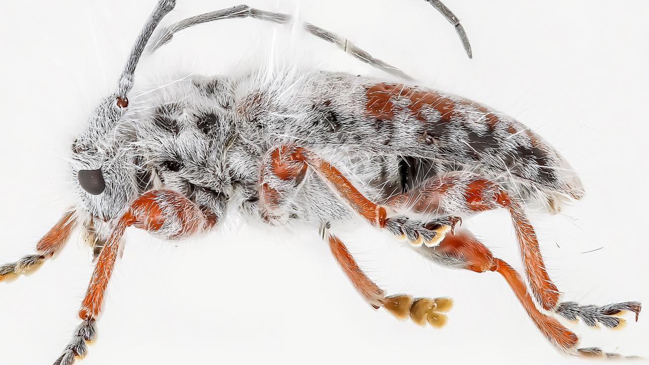 The new species of fluffy longhorn beetle is rather fluffy. Picture: Lingzi Zhou/Australian National Insect Collection