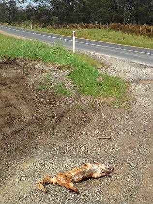 The Department of Primary Industries, Parks, Water and Environment is investigating all the circumstances surrounding a fox carcass that was reported to authorities by a member of the public on Sunday.