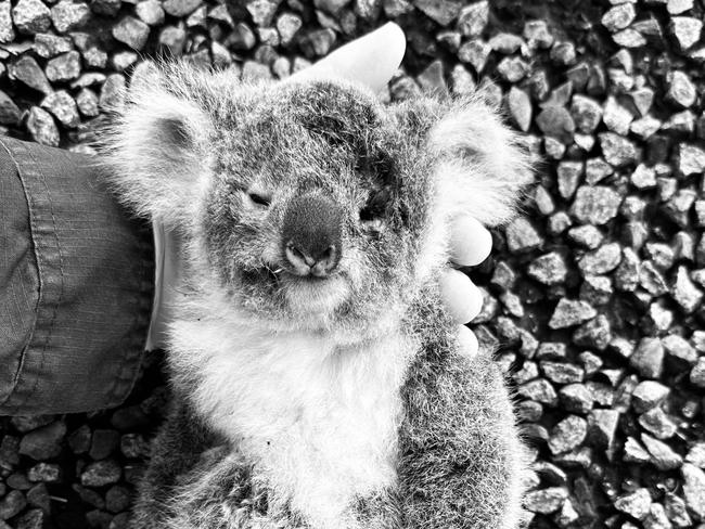 At least 145 koalas were killed on the Peak Downs Highway in 2024. The road connects Mackay to the Bowen Basin coal mines out west, including Olive Downs. Picture: Supplied/CQ University