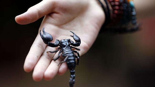 All scorpions are venomous, some to humans. Picture: Getty Images.