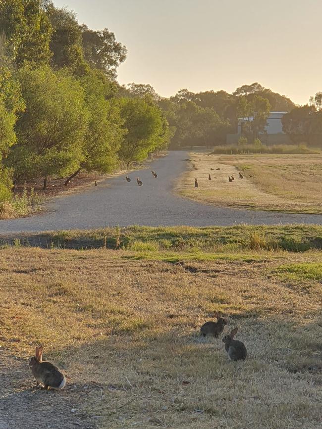 Rabbits have sharply increased at an industrial area near the wetlands in Mount Barker. Photo: Brett Merchant, Facebook