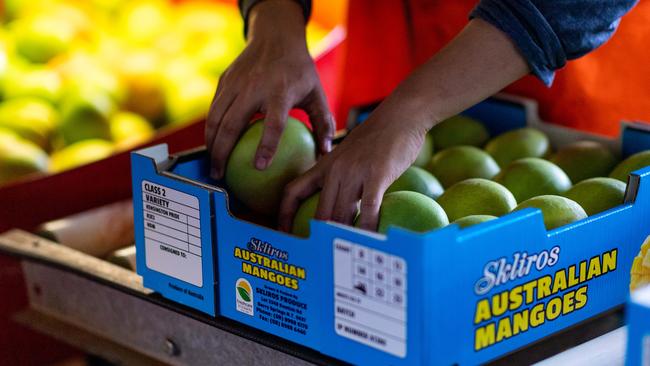 Workers in the packing shed at Skliros Mangoes processing the first fruit as the new season gets into full swing. Picture: Che Chorley