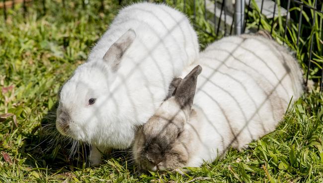 Anna Nikolic moved interstate to be able to keep rabbits as pets and now helps rescue them from Tweed Heads. . Picture: Jerad Williams