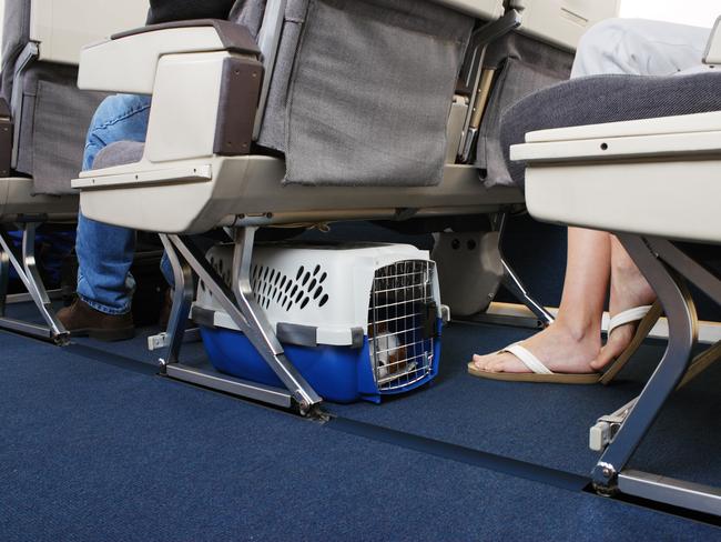 Dogs are often placed under seats, not in overhead bins.