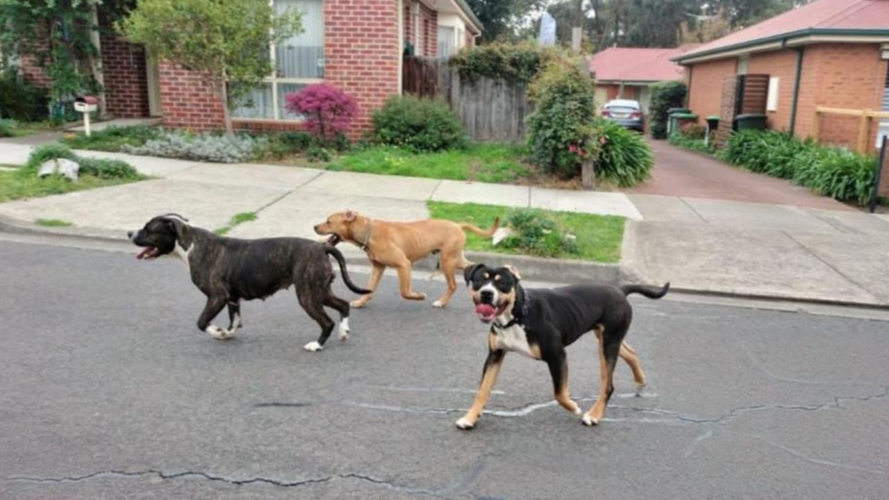 A photo uploaded to a Sunbury Community Facebook group of three dogs on the loose Thursday afternoon. Picture: Supplied