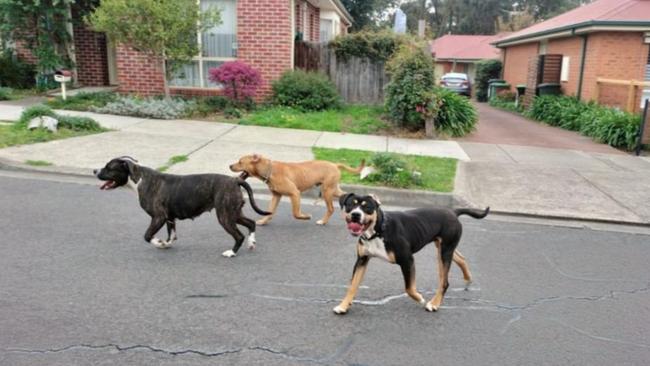 A photo uploaded to a Sunbury Community Facebook group of three dogs on the loose Thursday afternoon. Picture: Supplied