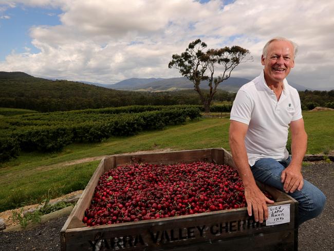 21/12/2018: Andrew Fairley at his Yarra Valley Cherries property in Gruyere. Stuart McEvoy/The Australian.