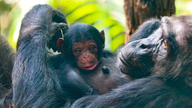 The baby chimpanzee with mother Leakey at Rockhampton Zoo. Picture: Supplied/Yvette Fenning