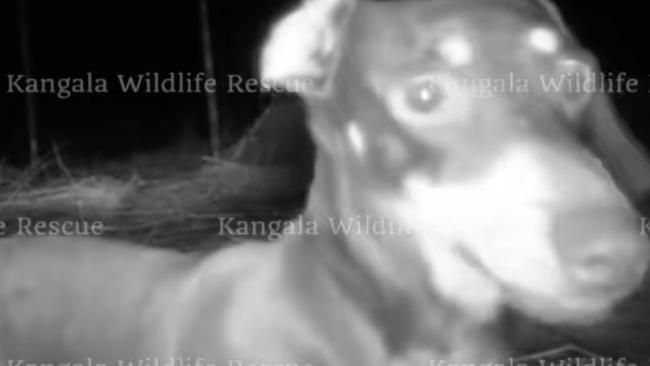 Kangala Wildlife Rescue announced the successful capture of Valerie, the miniature dachshund who went missing on Kangaroo Island. Picture: Kangala Wildlife Rescue / Facebook
