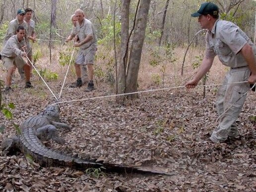 Over the past few days we’ve captured three crocs! The first was a small female of 6’ 11” named Peita K and the other two, Wesley and Ryan, were recaptures. The crocs we’ve recaptured provide vital scientific data as we continuously study the movements of these amazing apex predators in the Wenlock River. Picture: Australia Zoo/Instagram