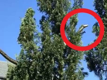 Wild scenes have been captured of an enormous snake in a Queensland backyard shifting its weighty body from a home’s roof into a tree.