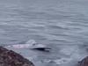 Dead shark found floating in shallows, two others seen ‘in distress’
