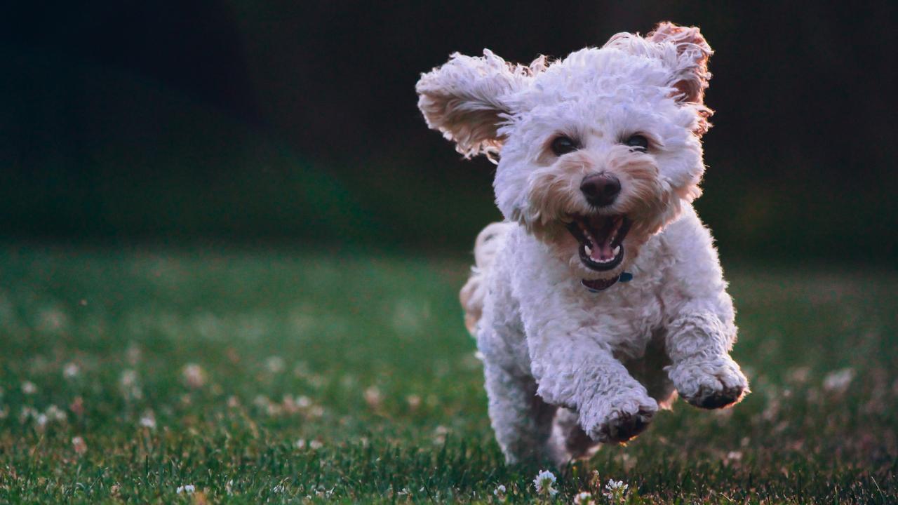 Unley council dog owners will have to now pay $49 to own their pets.