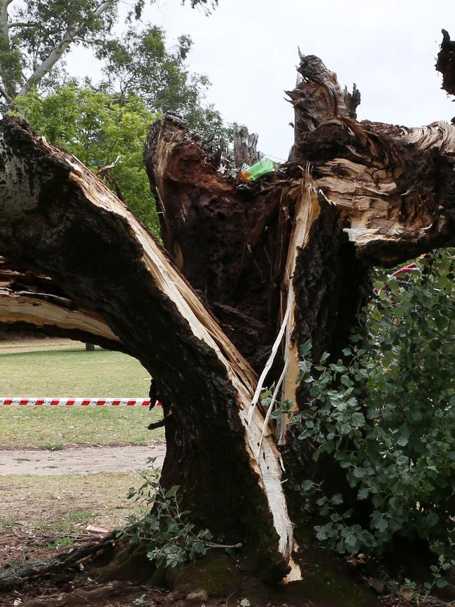 The base of the white poplar tree after it collapsed. Picture: AAP/Emma Brasier