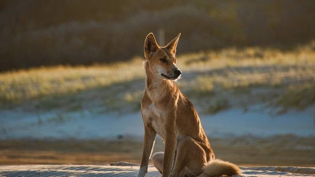 A second boy has been attacked by a dingo at Orchid Beach, the second attack on Fraser Island in a matter of weeks.​